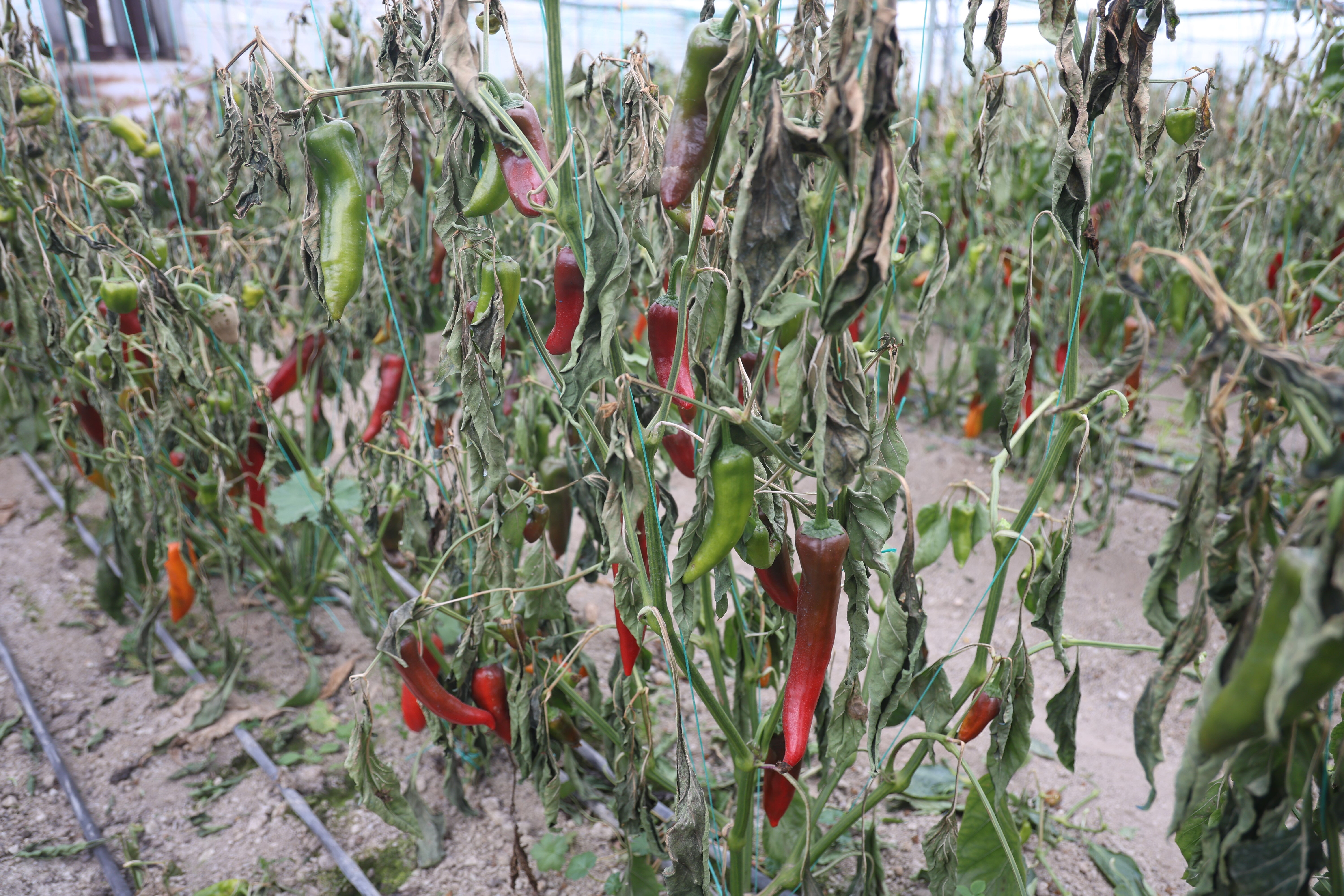 Serada kilosu 110 TL! Don vurdu, fiyatı daha da artacak Serada kilosu 110 TL! Don vurdu, fiyatı daha da artacak - 4. Resim