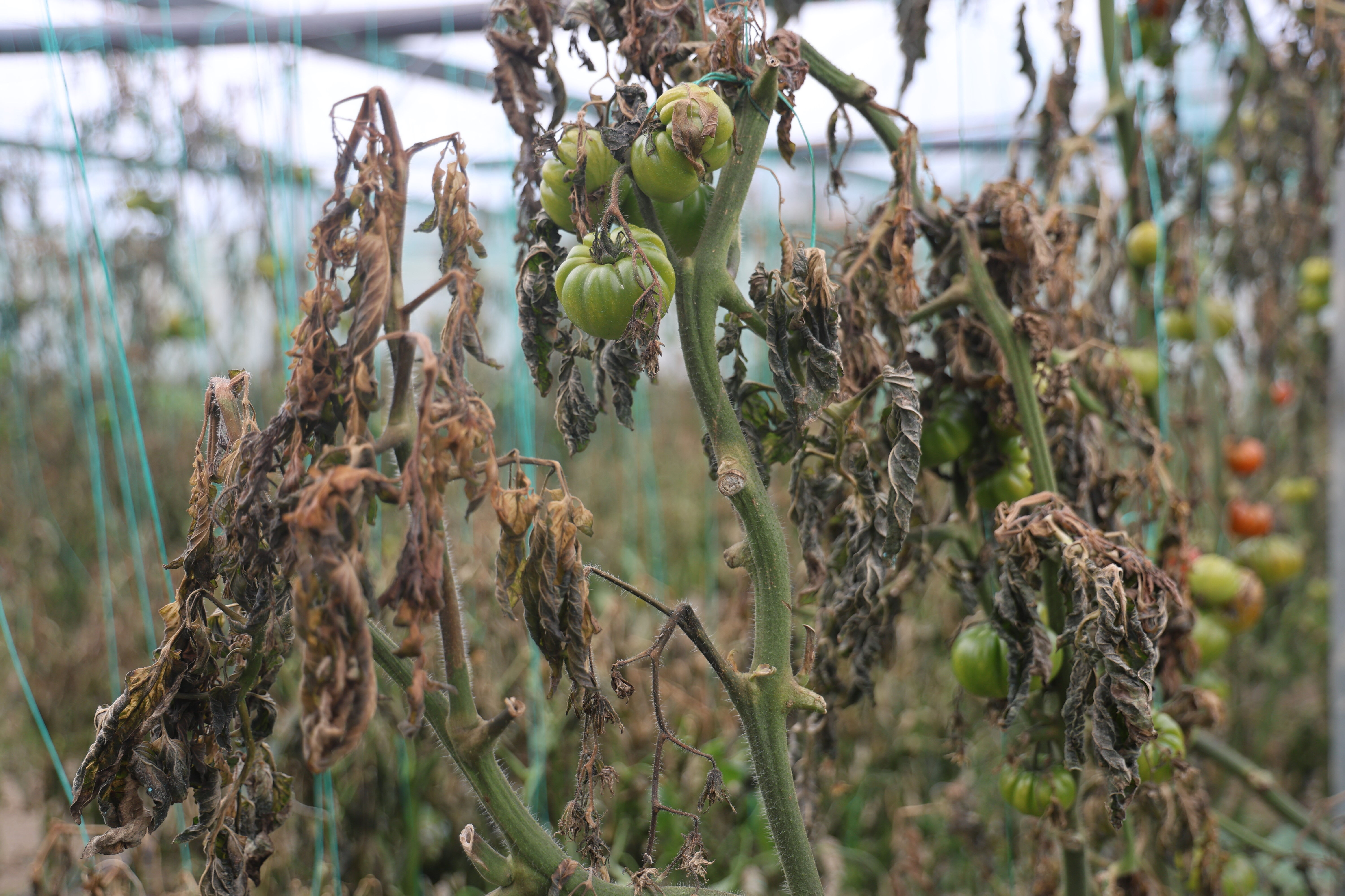 Serada kilosu 110 TL! Don vurdu, fiyatı daha da artacak Serada kilosu 110 TL! Don vurdu, fiyatı daha da artacak - 3. Resim