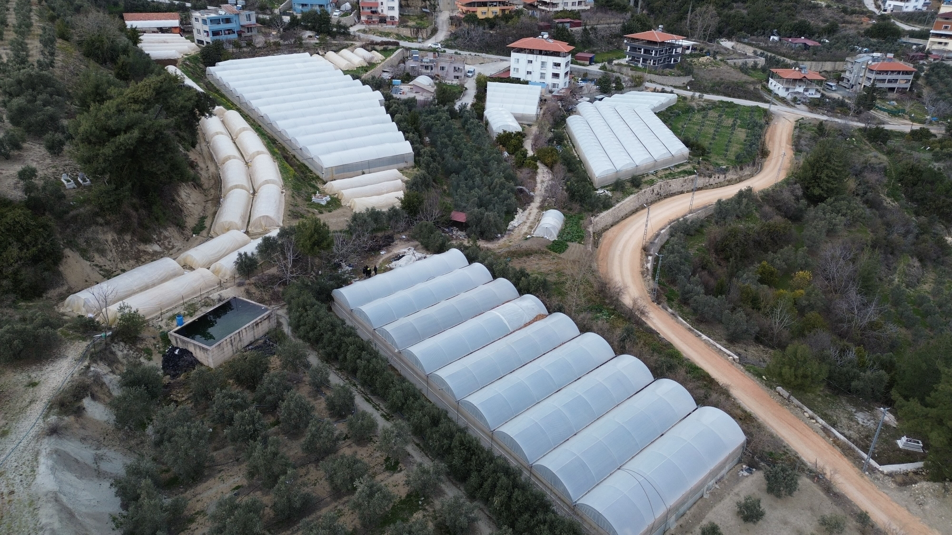 Serada kilosu 110 TL! Don vurdu, fiyatı daha da artacak Serada kilosu 110 TL! Don vurdu, fiyatı daha da artacak - 2. Resim