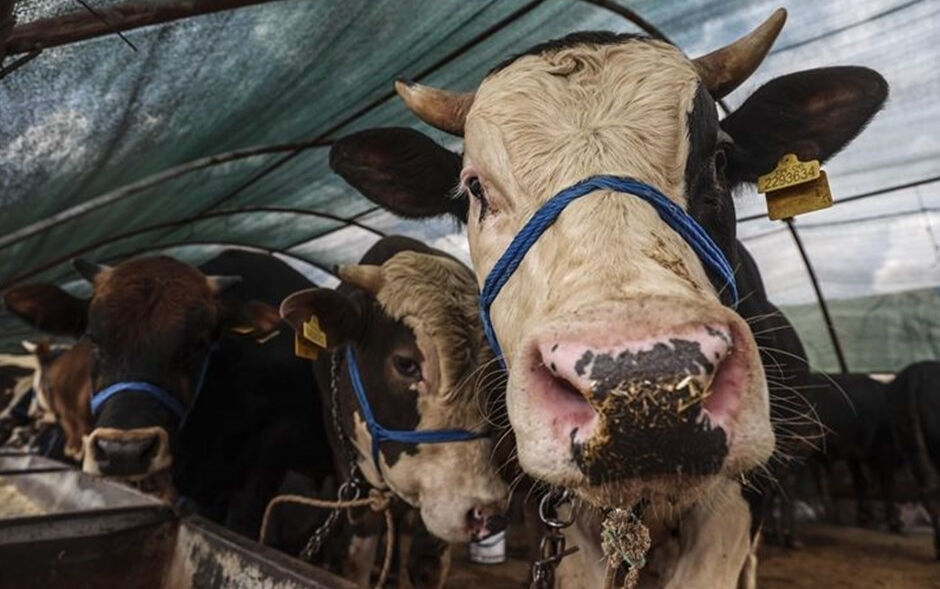 2025 Kurban Bayramı ne zaman? Kurban Bayramı'na kaç gün kaldı? - 4. Resim