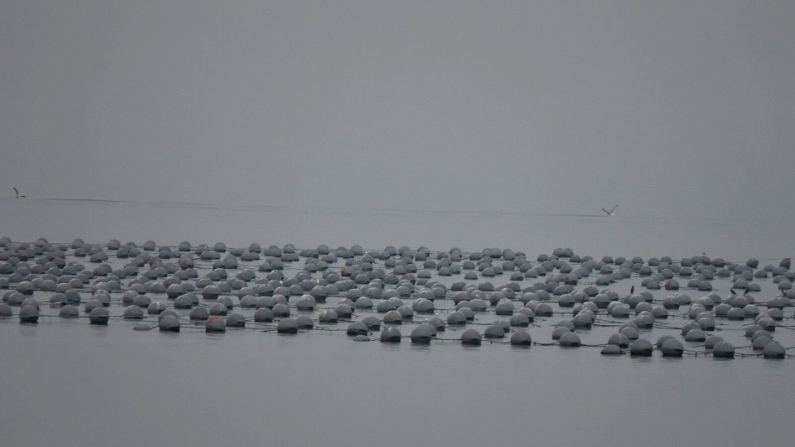 Bursa'da mahalleli isyan etti! Midye çiftliği krizi neden oldu, olay yargıya taşındı - 2. Resim