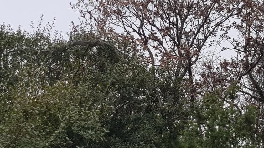 Çiftçiler gözlerine inanamadı! 8 metre... - 2. Resim