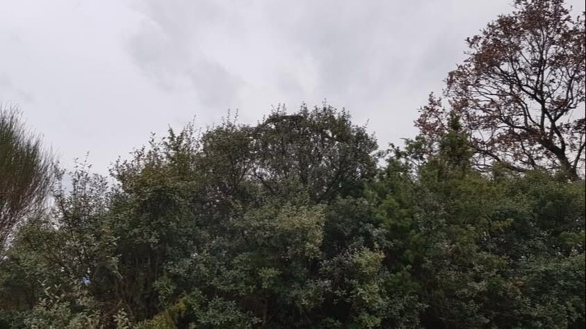 Çiftçiler gözlerine inanamadı! 8 metre... - 1. Resim