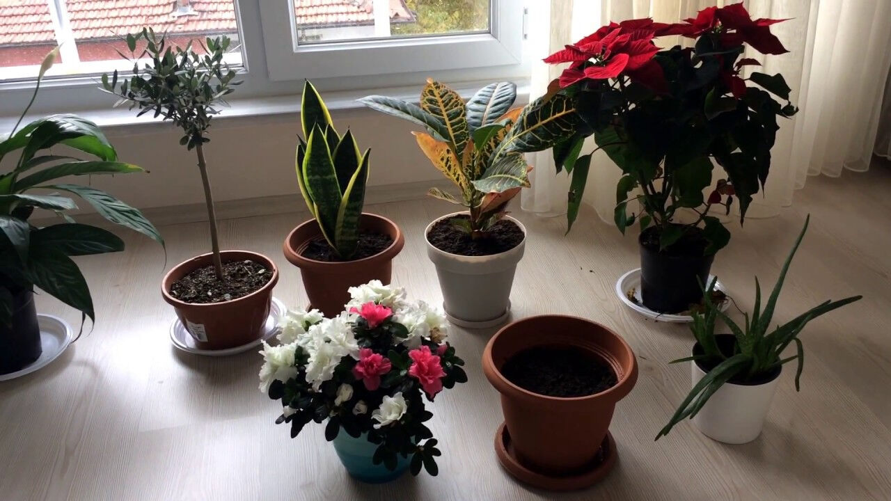 Evde huzur: En iyi saksı çiçekleriyle doğayı içeri getirin! - 5. Resim