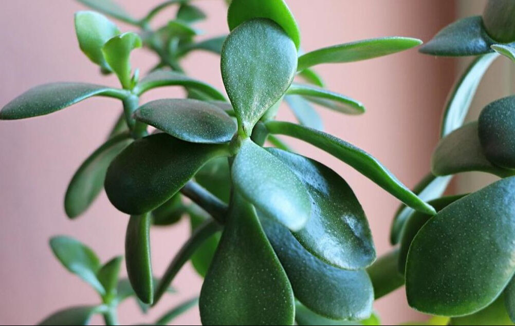 Evde huzur: En iyi saksı çiçekleriyle doğayı içeri getirin! - 2. Resim