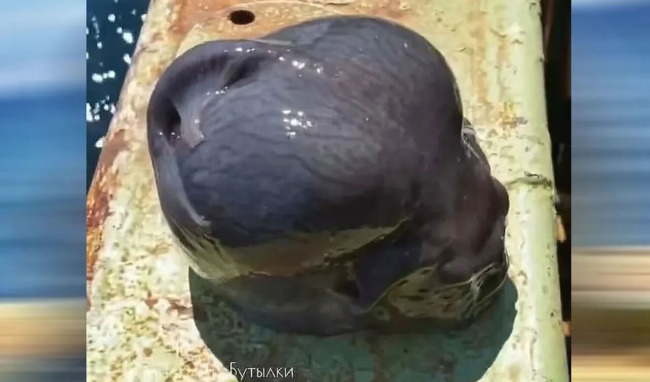 Rus balıkçılar yakaladı, gören bakakaldı! 'Uzaylıların evcil hayvanı' - 2. Resim