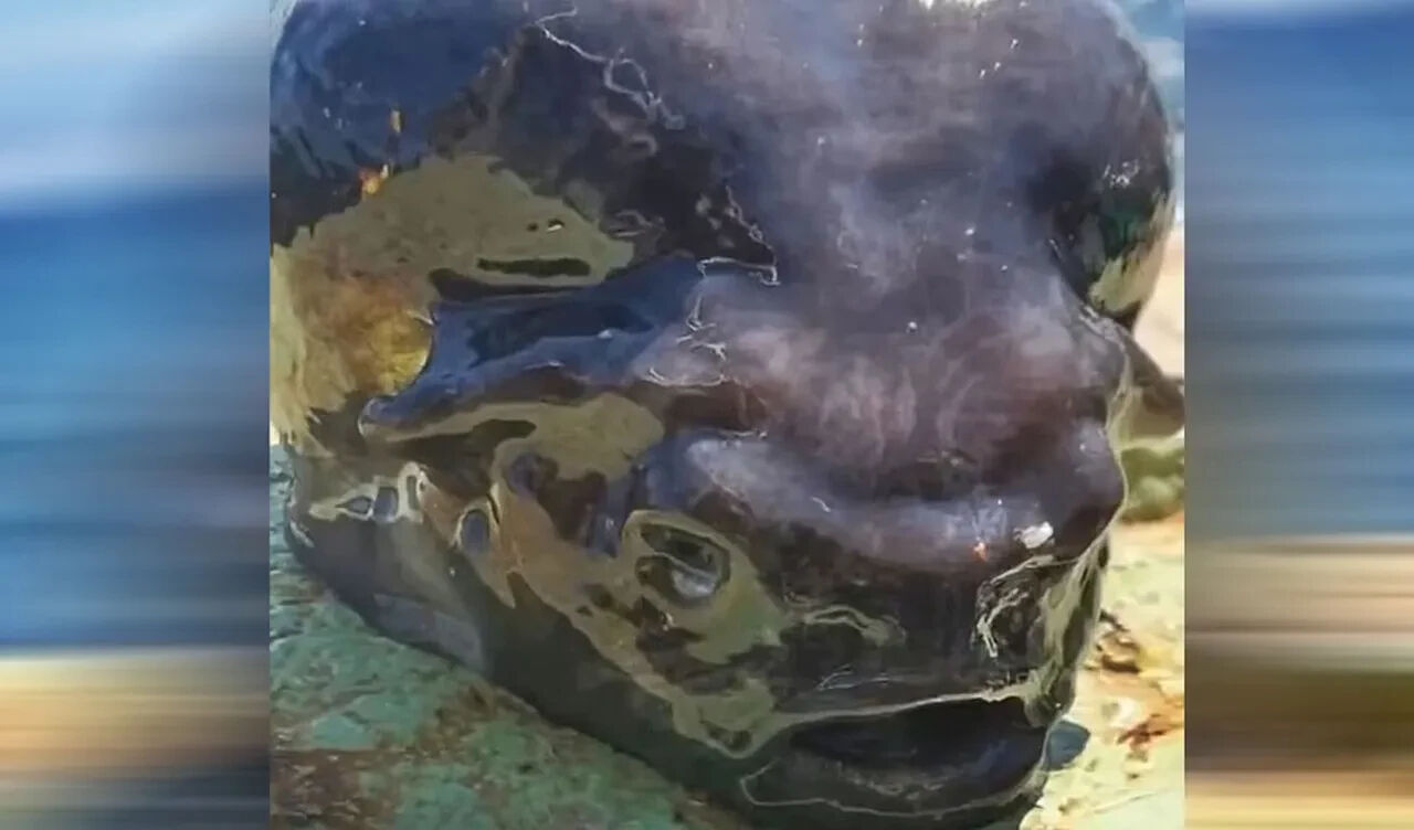 Rus balıkçılar yakaladı, gören bakakaldı! 'Uzaylıların evcil hayvanı' - 1. Resim