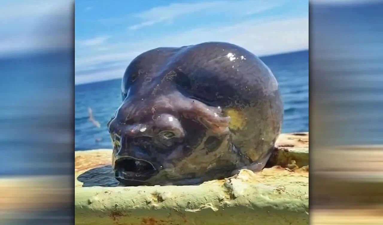 Rus balıkçılar yakaladı, gören bakakaldı! 'Uzaylıların evcil hayvanı' - 3. Resim