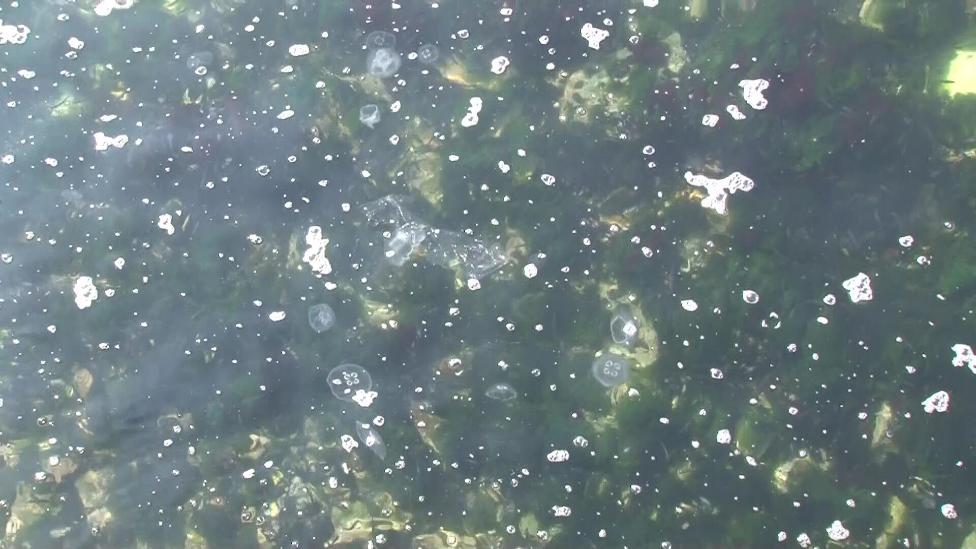 Marmara Denizi'nde korkutan görüntü! İstanbul'un en kalabalık sahillerinden birinde görüldü - 3. Resim