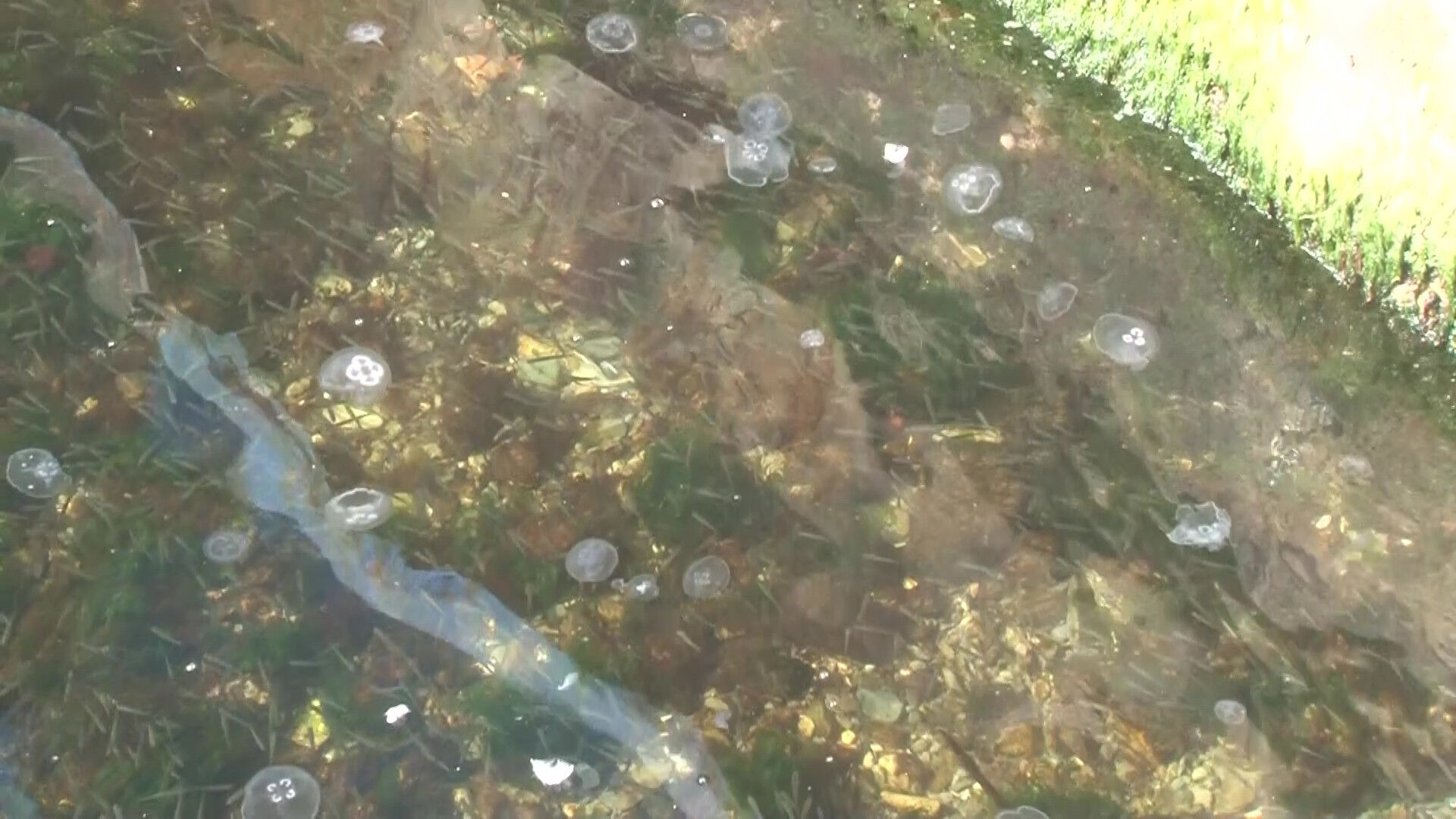 Marmara Denizi'nde korkutan görüntü! İstanbul'un en kalabalık sahillerinden birinde görüldü - 2. Resim