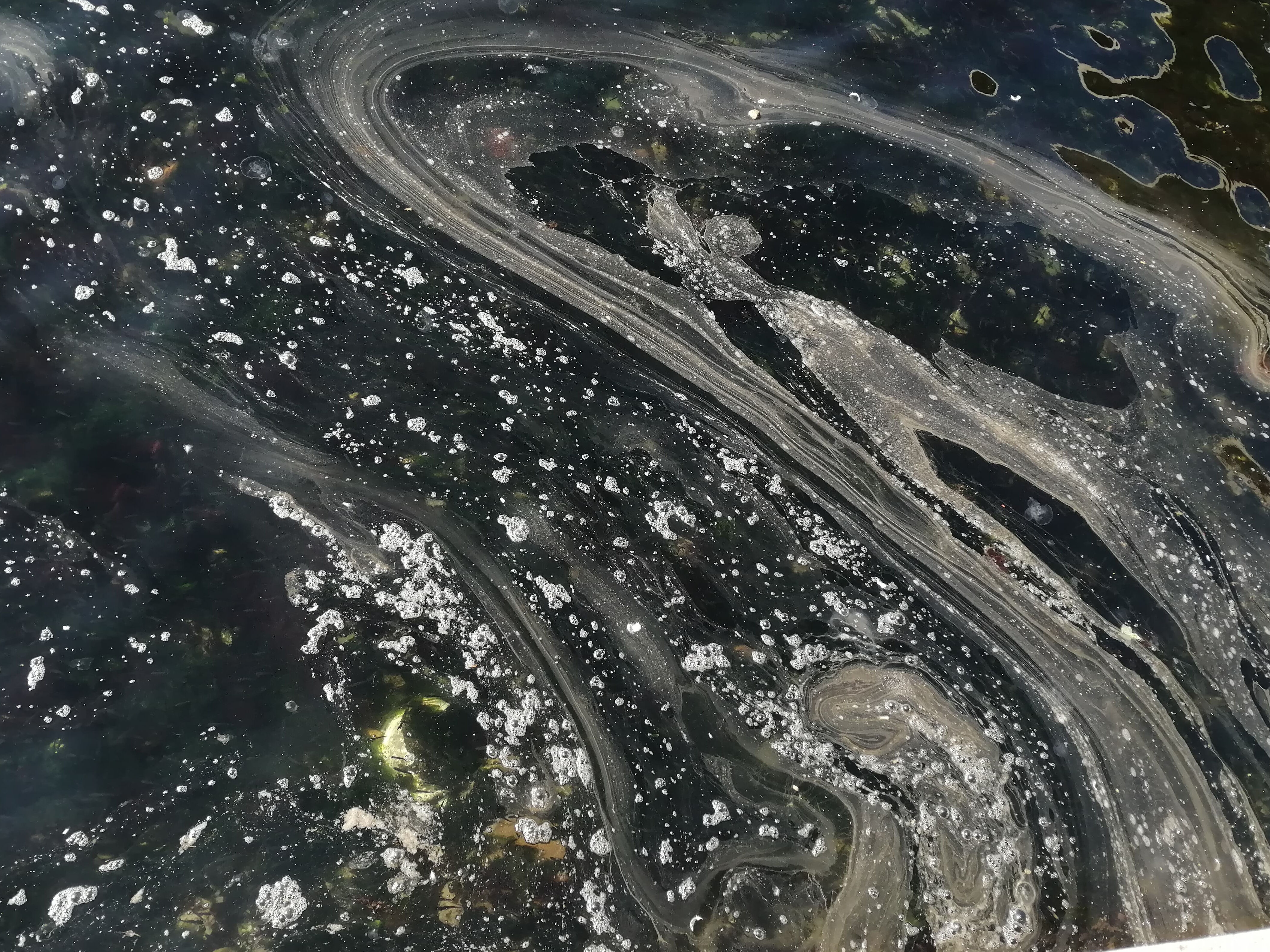 Marmara Denizi'nde korkutan görüntü! İstanbul'un en kalabalık sahillerinden birinde görüldü - 1. Resim