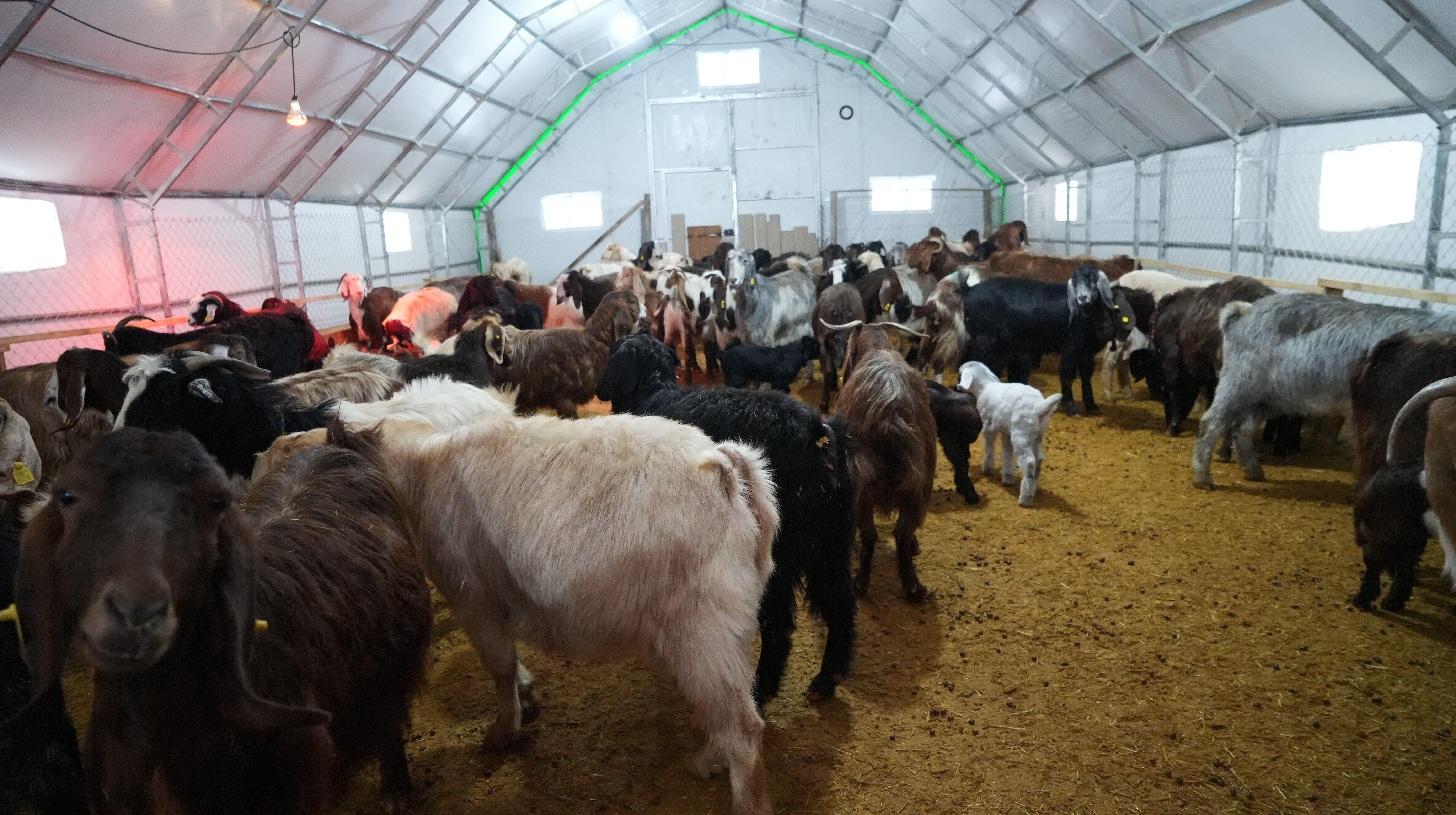 Kırıkkale'de şehir hayatını bıraktı, köyünde hayvancılığa başladı - 1. Resim