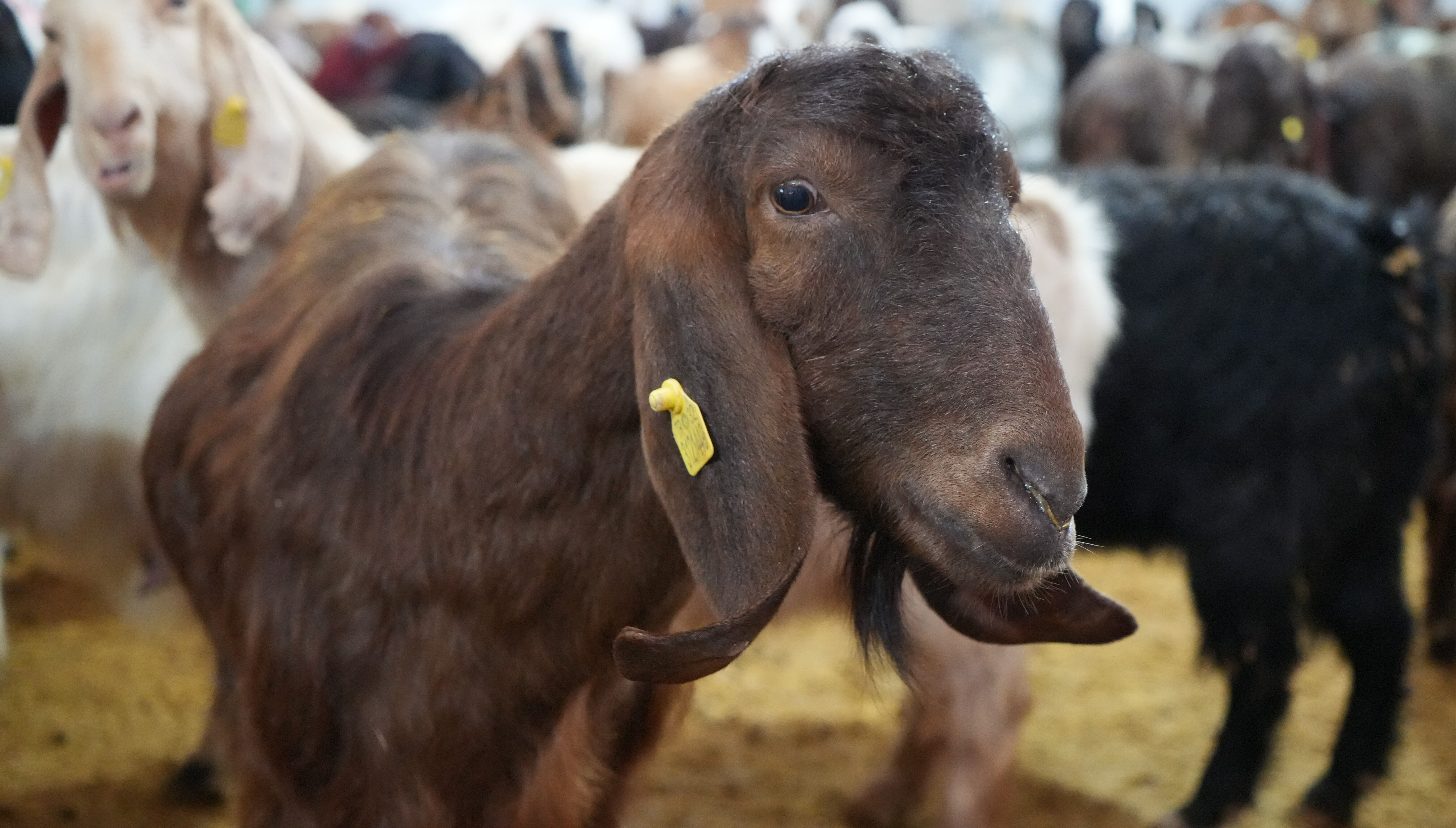 Kırıkkale'de şehir hayatını bıraktı, köyünde hayvancılığa başladı - 2. Resim