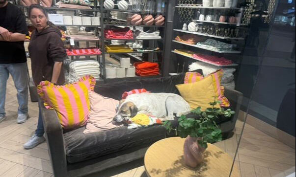 En güvenli sandıkları yerde dehşeti yaşadılar! Başıboş köpek minik Elif'e saldırdı En güvenli sandıkları yerde dehşeti yaşadılar! Başıboş köpek minik Elif'e saldırdı - 1. Resim