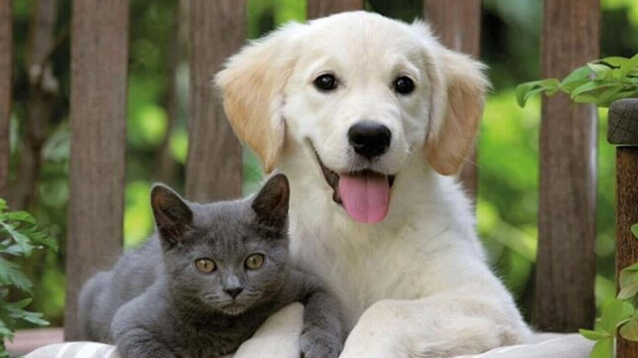 Evcil hayvan sahipleri dikkat! Mikroçip zorunluluğu 2025’e uzatıldı - 1. Resim