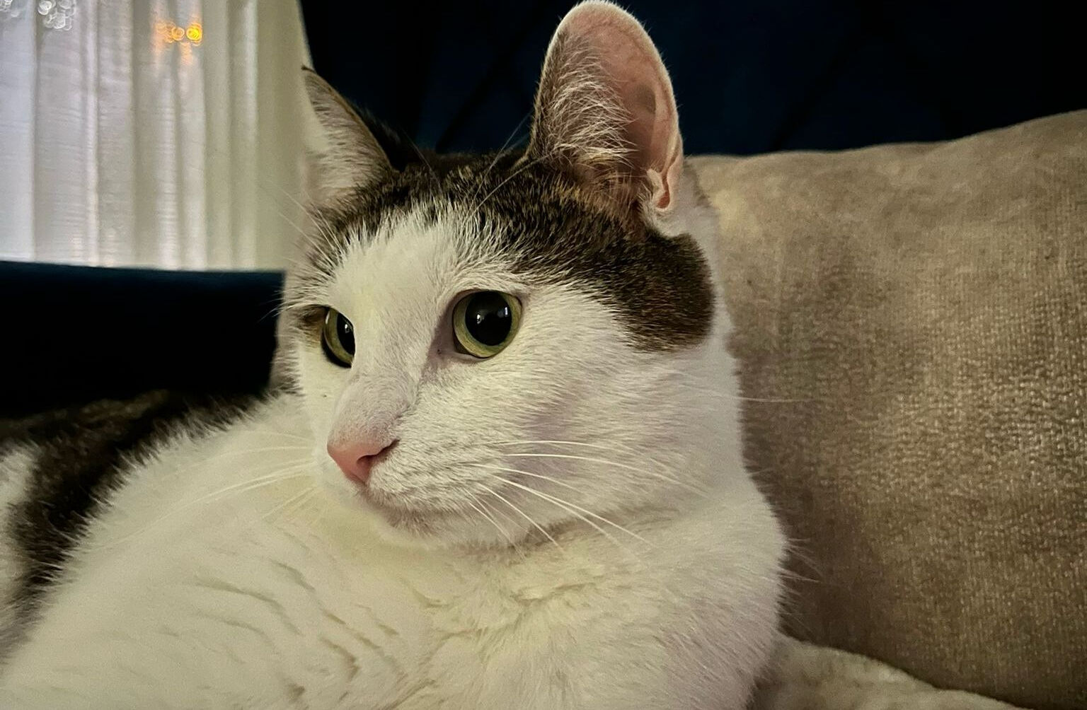 Evcil hayvanları çiplendirme için verilen süre ne zaman bitecek? Kedi ve köpekleri kimliklendirme için son tarih! Evcil hayvanları çiplendirme için verilen süre ne zaman bitecek? Kedi ve köpekleri kimliklendirme için son tarih! - 2. Resim