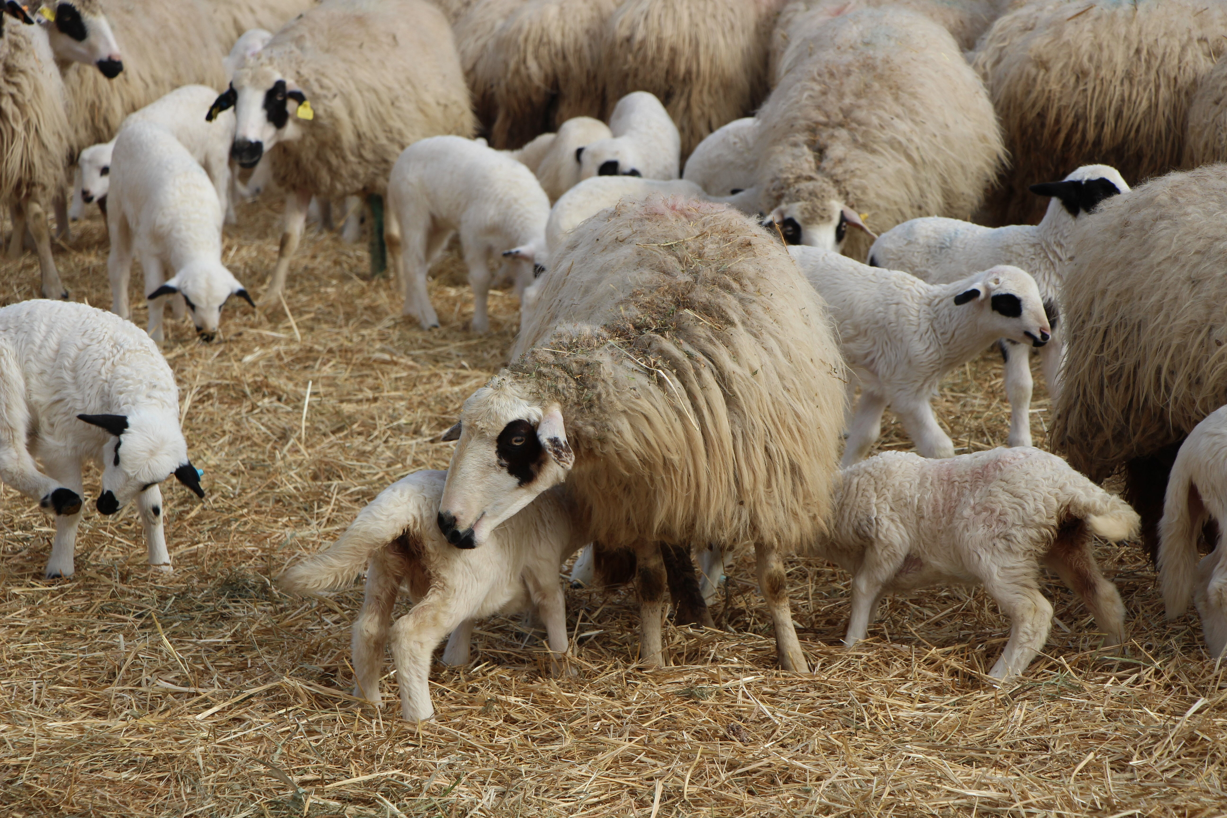 Yürek ısıtan görüntüler Amasya’dan! Yüzlerce kuzu annesiyle buluştu - 1. Resim