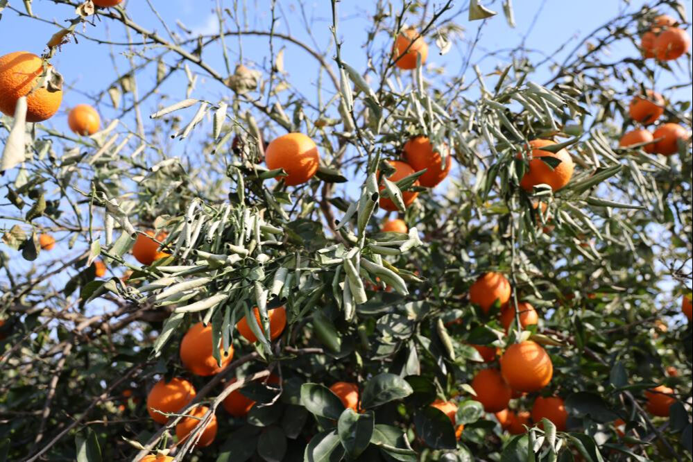 Adana'da çiftçileri zora sokan don! Zarar 750 bin lirayı buldu... Adana'da çiftçileri zora sokan don! Zarar 750 bin lirayı buldu... - 2. Resim