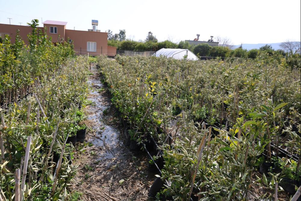 Adana'da çiftçileri zora sokan don! Zarar 750 bin lirayı buldu... Adana'da çiftçileri zora sokan don! Zarar 750 bin lirayı buldu... - 3. Resim