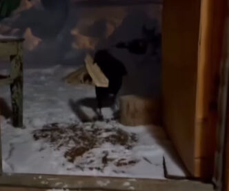 Görenleri hayrete düşürdü! Sobaya odun taşıyan Erzurumlu karga viral oldu - 2. Resim