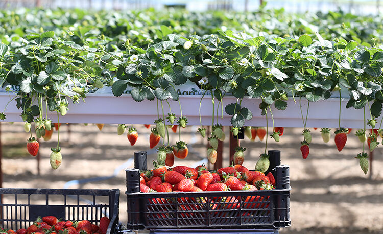 Kendi işlerinin patronu oldular! Topraksız tarımla serada çilek üretiyorlar! Kendi işlerinin patronu oldular! Topraksız tarımla serada çilek üretiyorlar! - 2. Resim