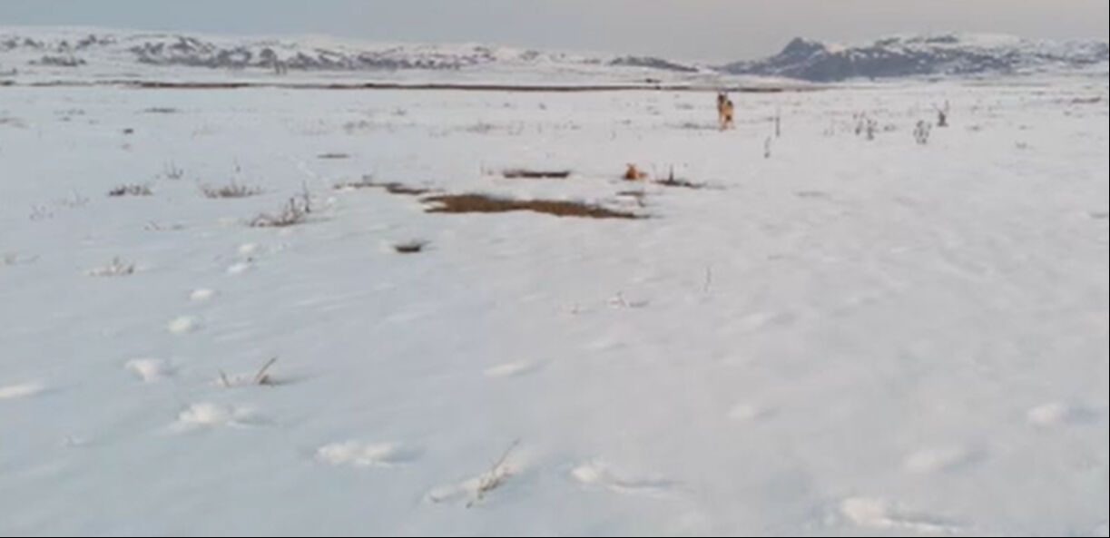 Sivas’ta vahşi doğa belgesellerini aratmayan görüntüler! - 2. Resim