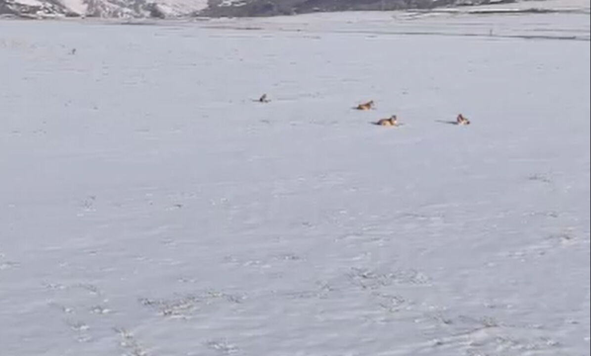 Sivas’ta vahşi doğa belgesellerini aratmayan görüntüler! - 1. Resim