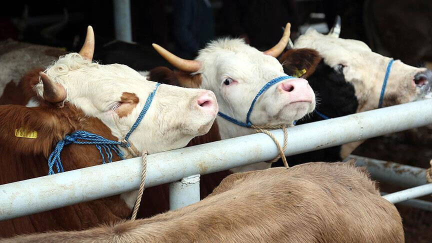 Türkiye artık kırmızı et ithal etmeyecek! Resmi tarih açıklandı Türkiye artık kırmızı et ithal etmeyecek! Resmi tarih açıklandı - 3. Resim