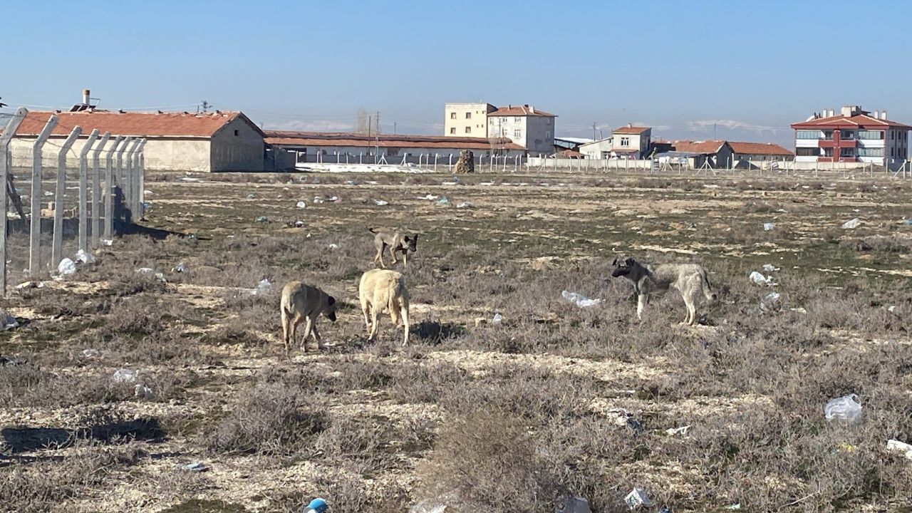 Başıboş köpek kabusu! 2 yaşındaki minik Rana&#039;nın öldüğü yerde cirit atıyorlar