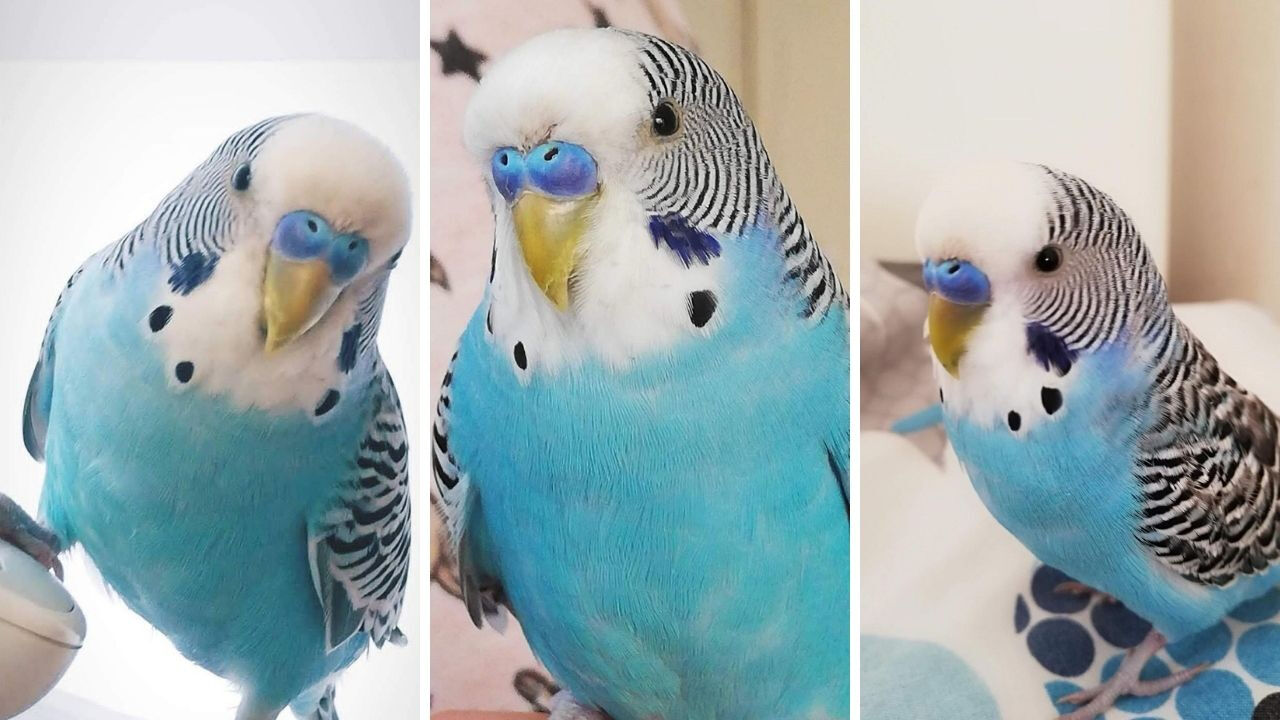 Bulana para ödülü! 'Evladım gibiydi' dediği muhabbet kuşu için seferber oldular Bulana para ödülü! 'Evladım gibiydi' dediği muhabbet kuşu için seferber oldular - 1. Resim