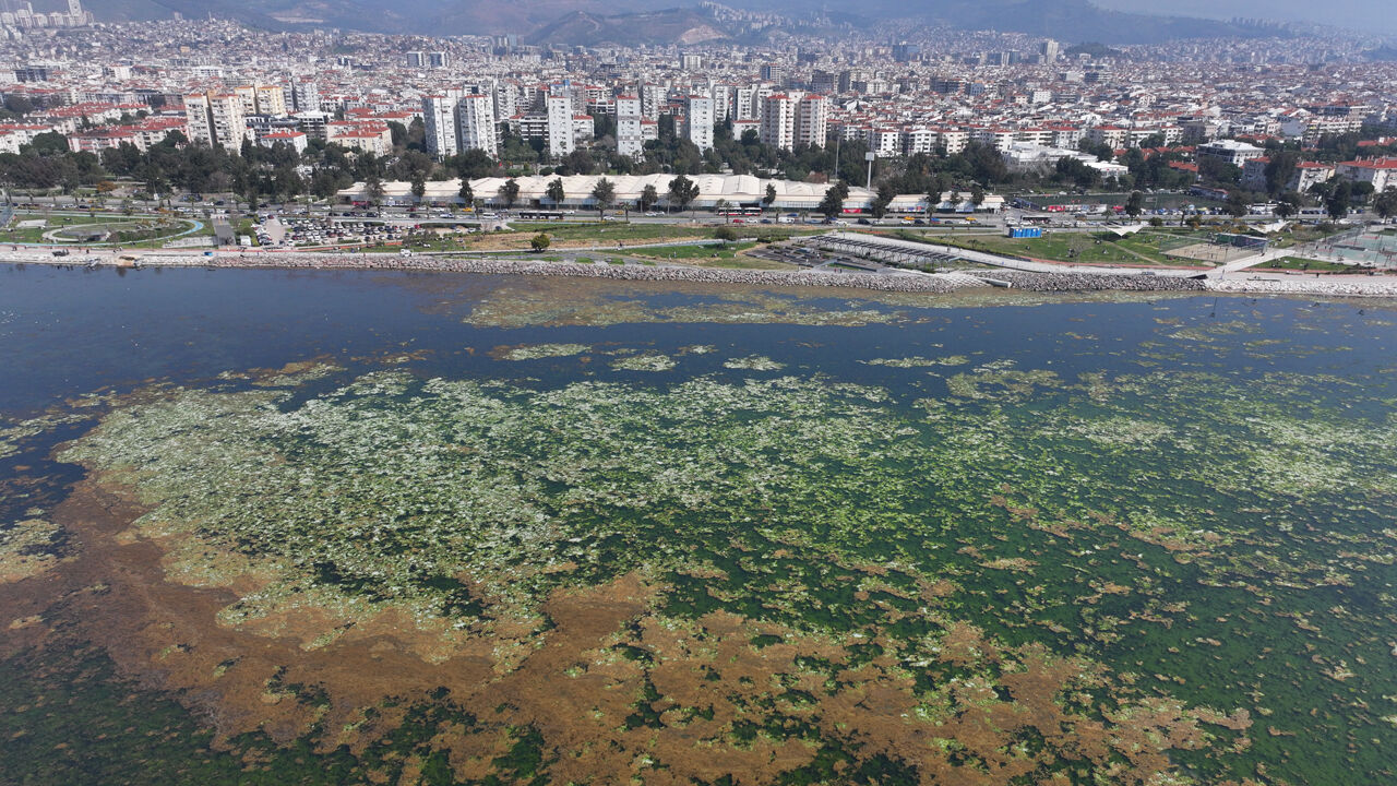 İzmir Körfezi bu kez de deniz maruluyla kaplandı - 1. Resim