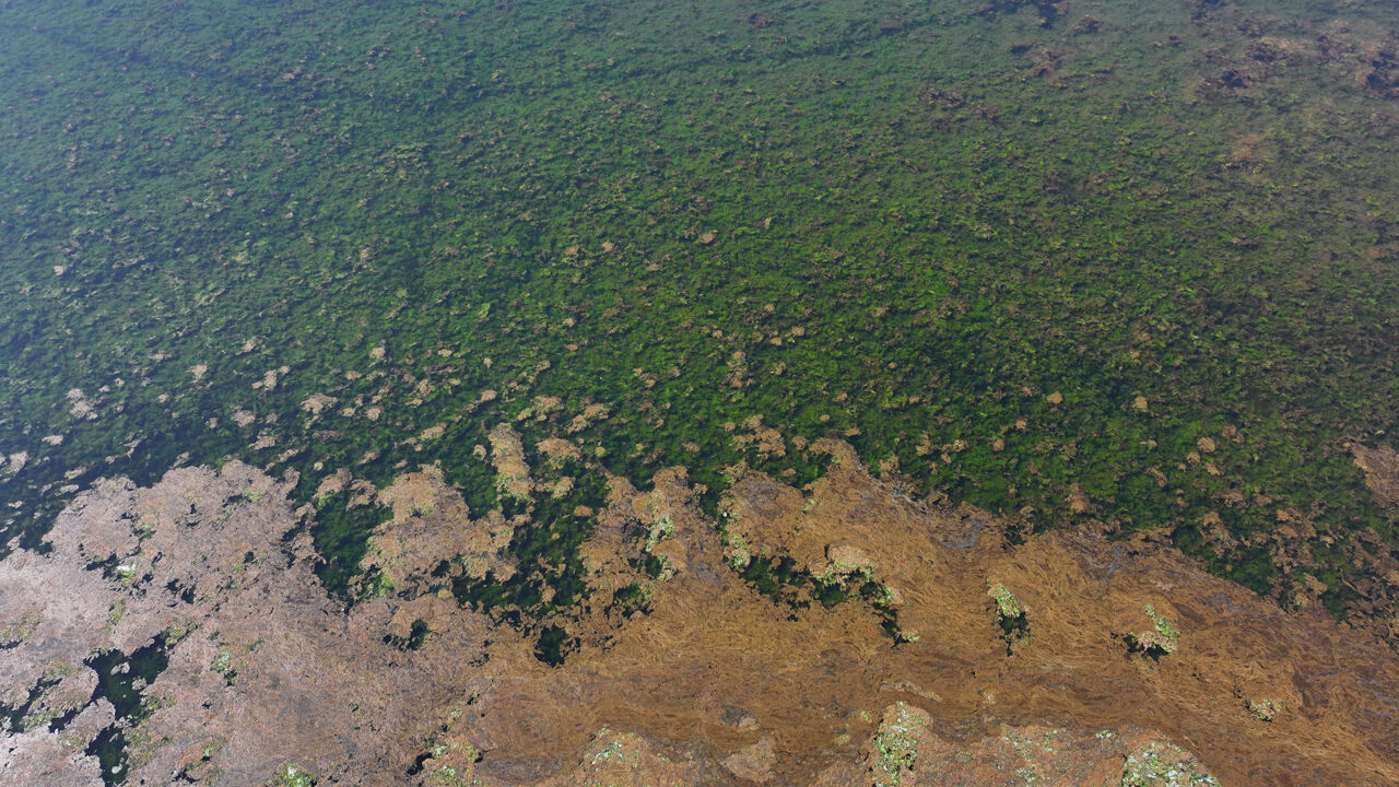 İzmir Körfezi bu kez de deniz maruluyla kaplandı - 2. Resim