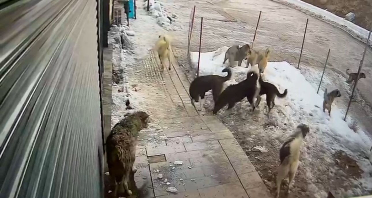 Kurt aç kalınca dağdan şehre indi! Köpeklerin saldırdığı anlar kamerada - 1. Resim