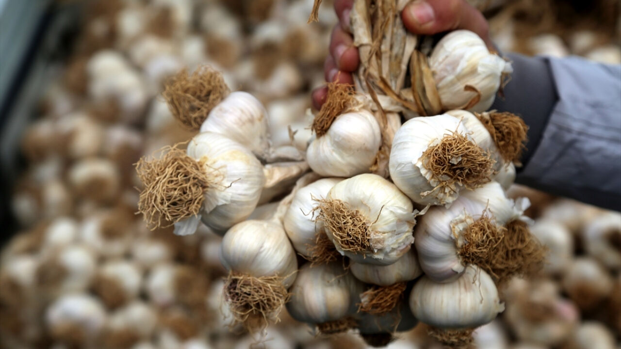 Ülke ülke dolaşıp Aksaray'da buldular! Avrupa ülkesinin yatırımı sarımsak üretimini 5 kat artıracak - 2. Resim