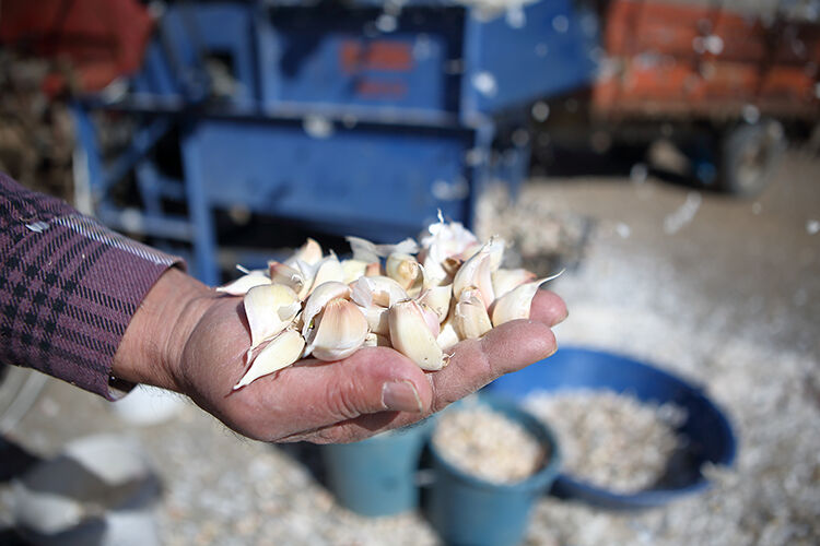 Ülke ülke dolaşıp Aksaray'da buldular! Avrupa ülkesinin yatırımı sarımsak üretimini 5 kat artıracak - 1. Resim