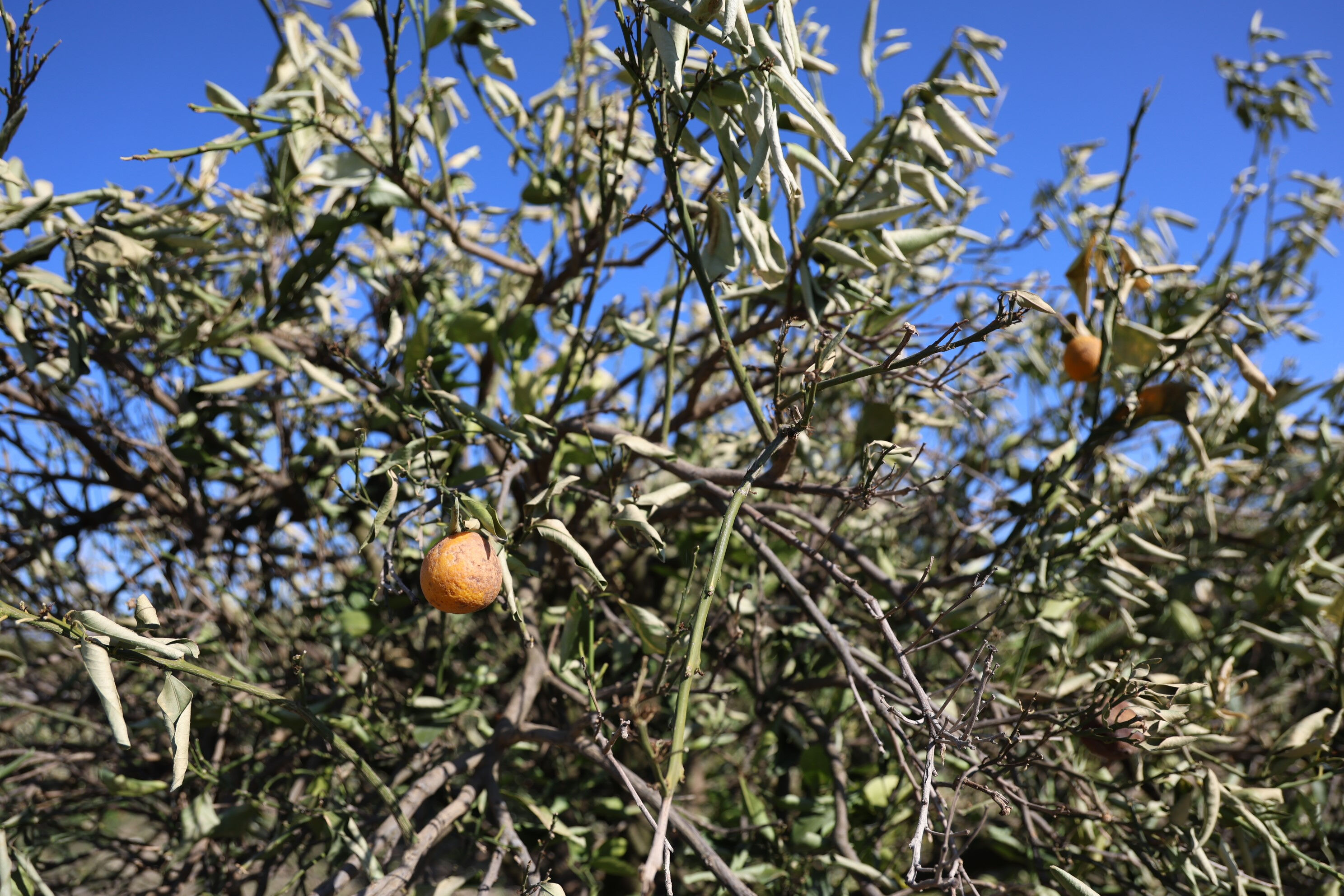 Sibirya soğukları bu yılı değil gelecek yılı da vurdu! Sofralar yanacak, zam ve kıtlık kapıda - 4. Resim