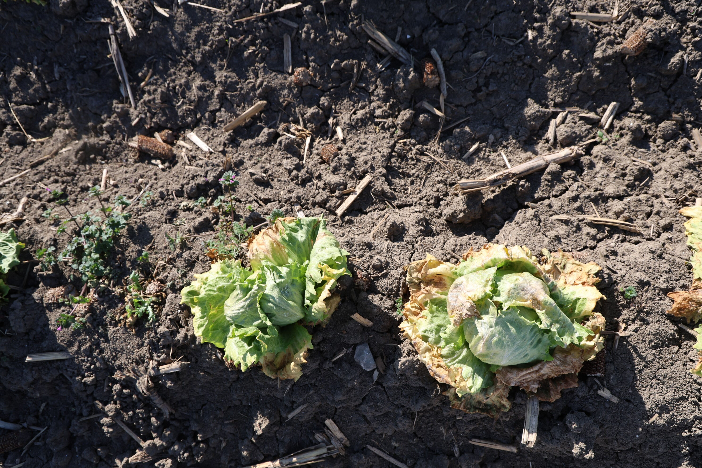 Sibirya soğukları bu yılı değil gelecek yılı da vurdu! Sofralar yanacak, zam ve kıtlık kapıda - 3. Resim