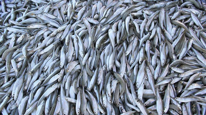 Mart ayında hangi balık yenir? Mart ayı balık takvimi - 4. Resim