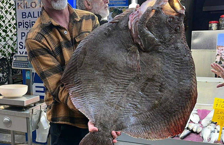 Mart ayında hangi balık yenir? Mart ayı balık takvimi - 1. Resim