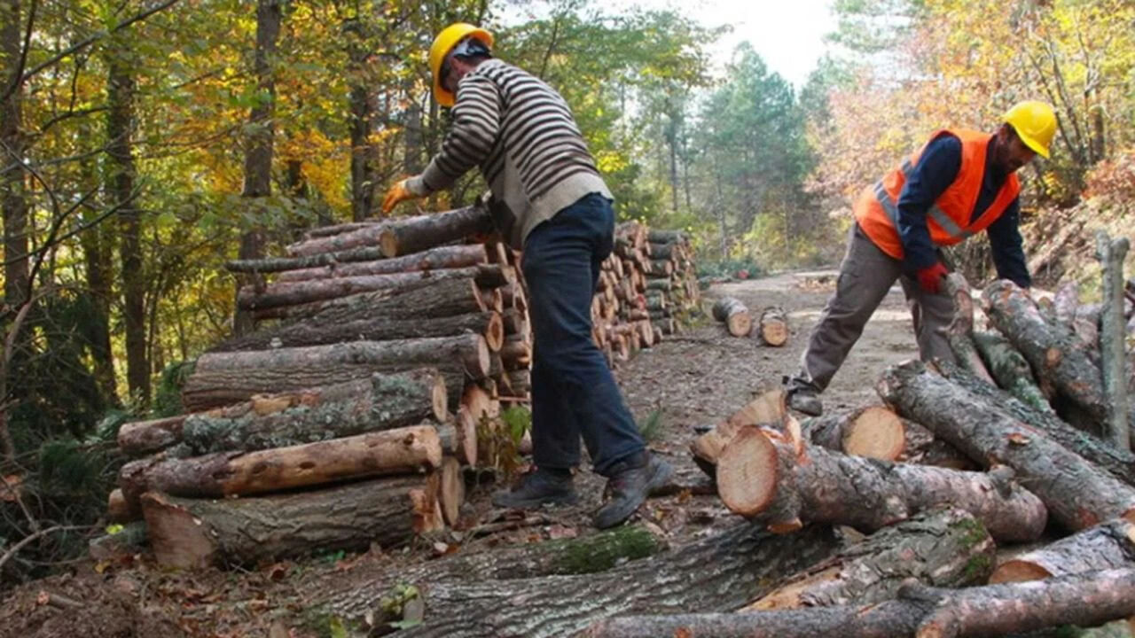 Orman Genel Müdürlüğü 4 bin 500 personel alacak! İşte kadrolar  - 1. Resim