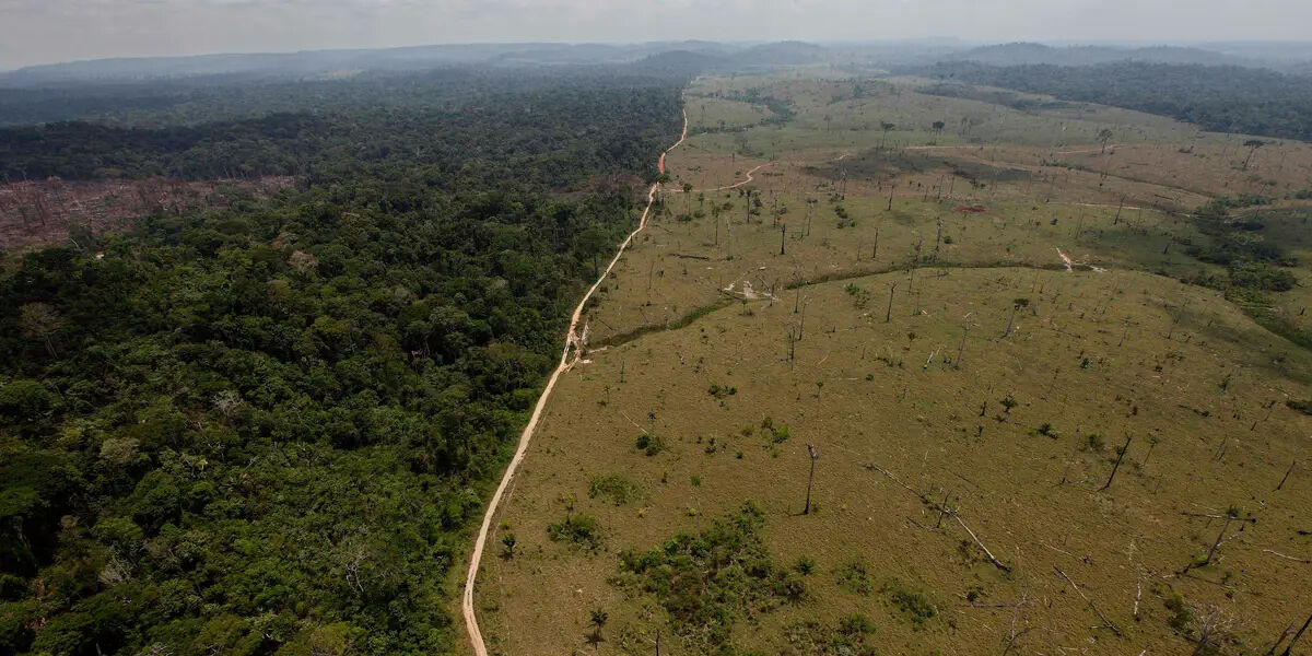 Amazon Ormanları'nda büyük çelişki: İklim krizi zirvesi için binlerce ağaç kestiler! - 1. Resim