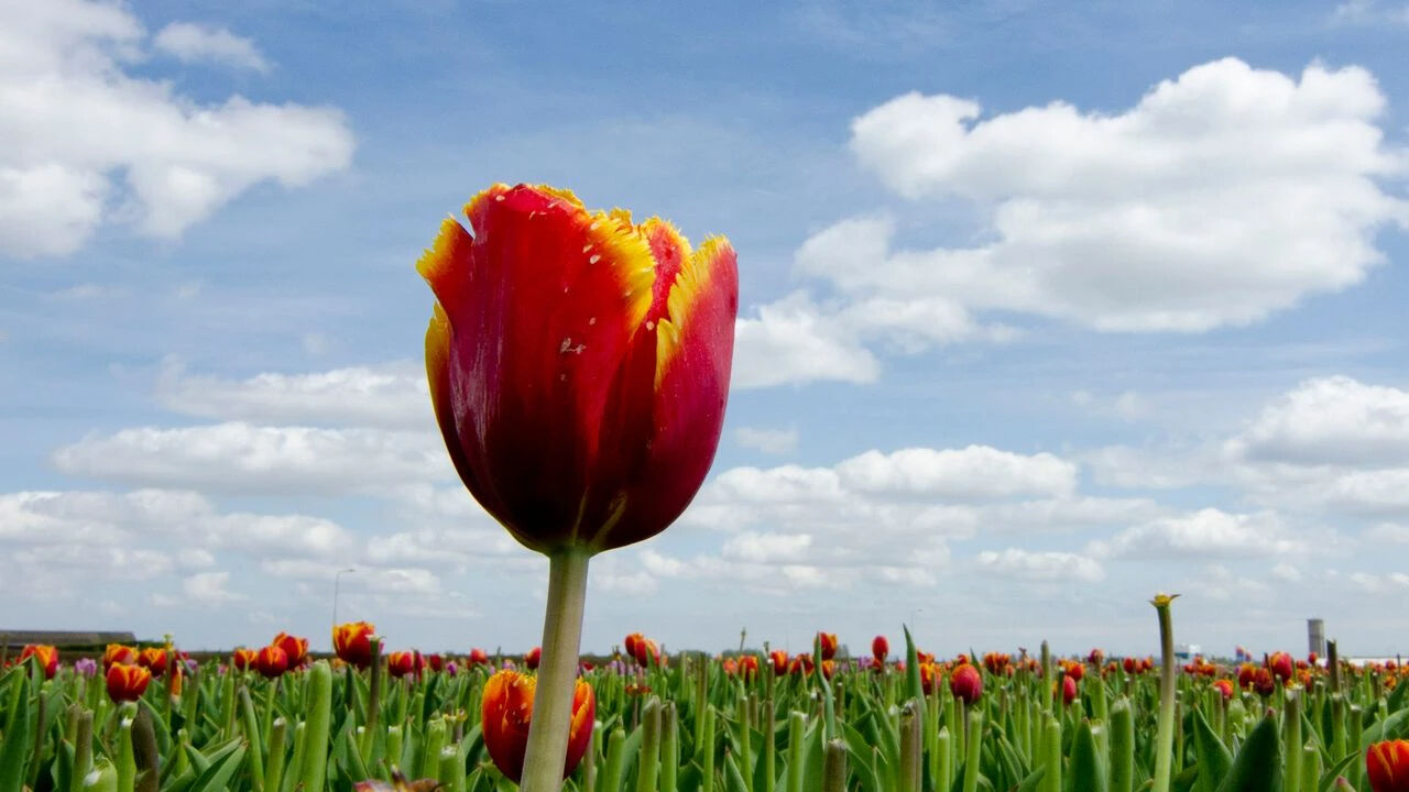 Hollanda'da özel olarak yetiştiriliyor, ismini Türkiye'den alıyor! 'Kızılırmak' tescillendi Hollanda'da özel olarak yetiştiriliyor, ismini Türkiye'den alıyor! 'Kızılırmak' tescillendi - 1. Resim