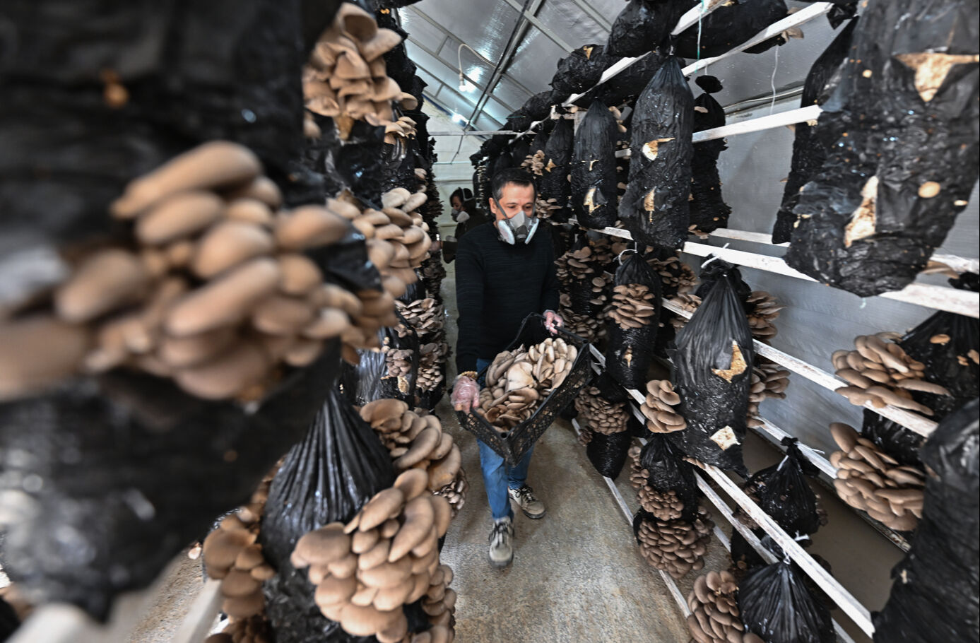 Şehir hayatını bırakan çift köyde tesis kurdu! 35 çeşit mantar üretiyorlar - 3. Resim