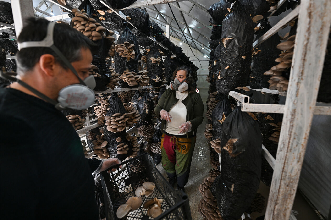 Şehir hayatını bırakan çift köyde tesis kurdu! 35 çeşit mantar üretiyorlar - 1. Resim