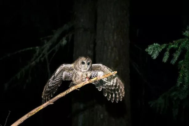 Trump, yüz binlerce baykuşu neden öldürmek istiyor? Sebebi şoke etti! Trump, yüz binlerce baykuşu neden öldürmek istiyor? Sebebi şoke etti! - 1. Resim