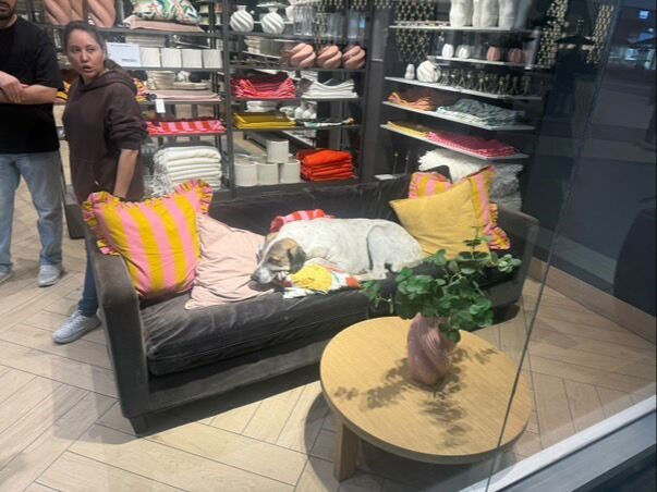 AVM'de köpek dehşeti! Mağazada 3 yaşındaki çocuğa saldırdı AVM'de köpek dehşeti! Mağazada 3 yaşındaki çocuğa saldırdı - 1. Resim