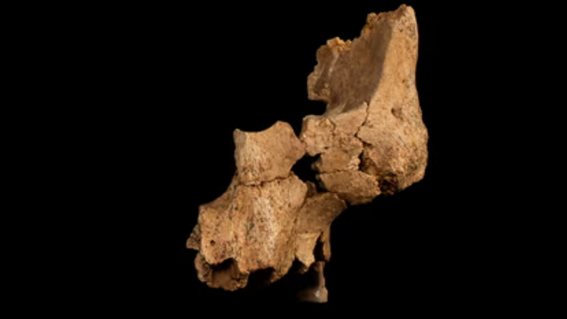 İspanya'da tarihi keşif: Batı Avrupa'daki en eski insan kalıntısı bulundu! - 2. Resim