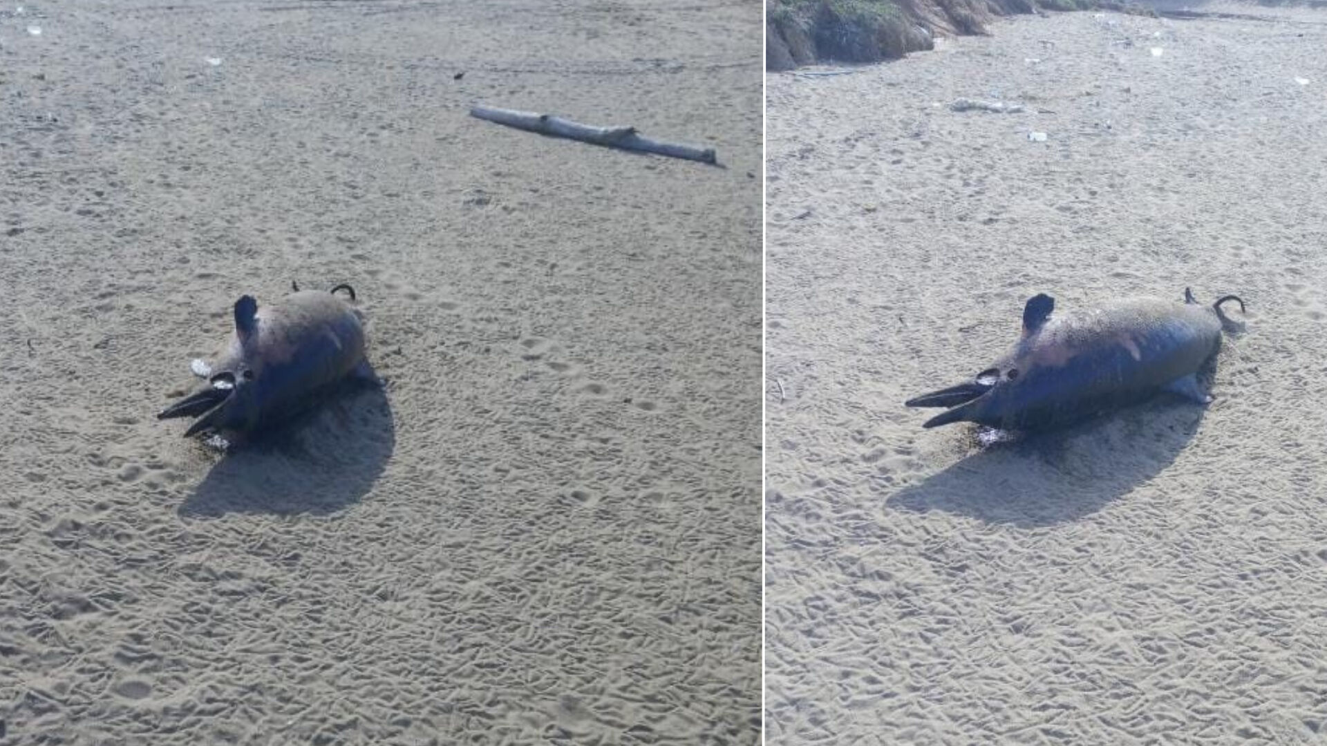 Karadeniz'de neler oluyor? Yunuslar karaya vurmaya başladı, vatandaş tedirgin oldu - 1. Resim