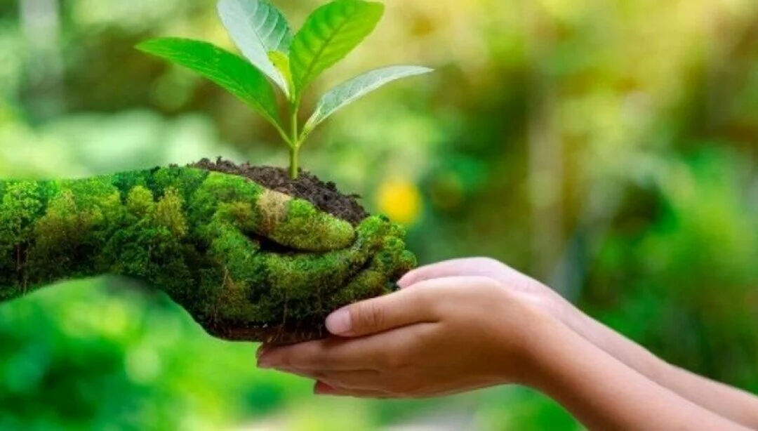 Orman Haftası ne zaman? Orman Haftası neden kutlanır? - 1. Resim