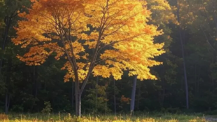 Orman Haftası ne zaman? Orman Haftası neden kutlanır? - 2. Resim